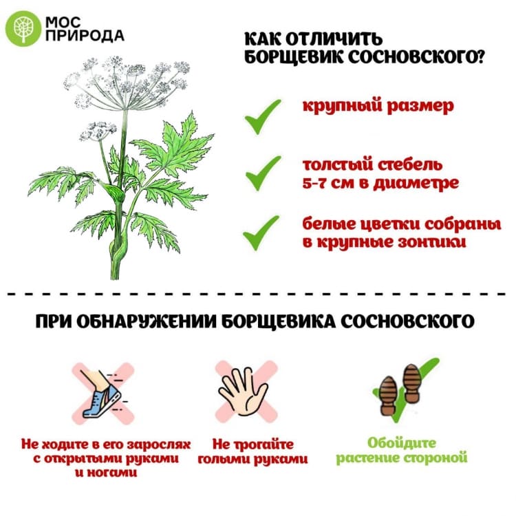 На фото описано, как отличить борщевик